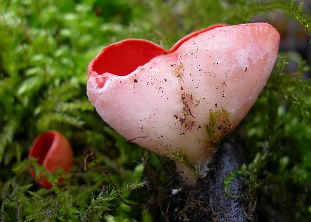 Le specie igrofile invernali